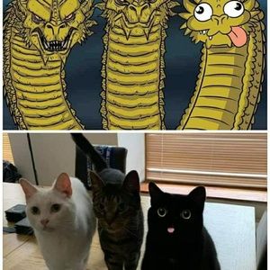 Meet your Posher, Janet